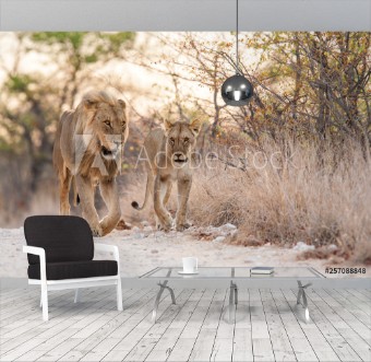 Picture of Lions mating couple in Etosha National Park in Namibia